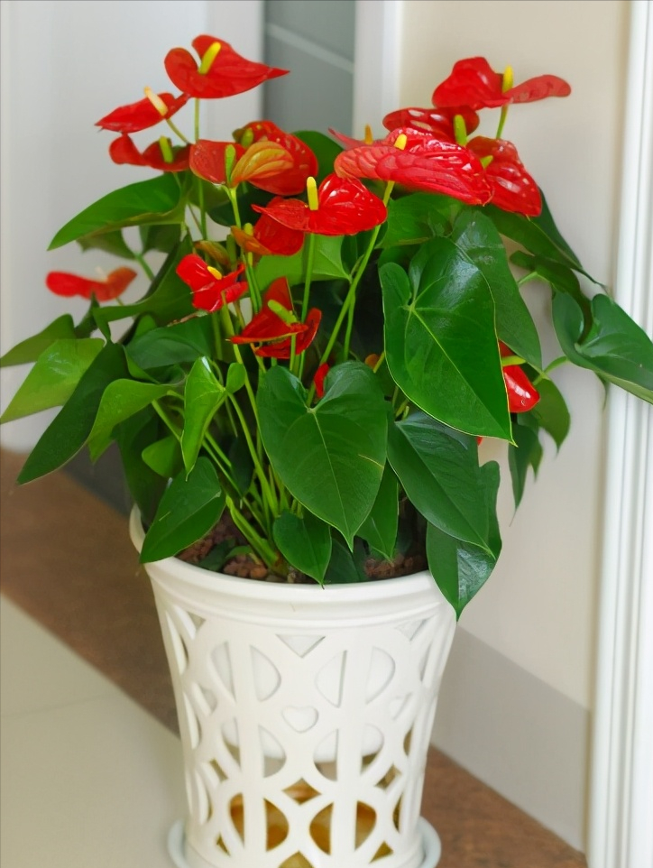 8种“耐阴花”,不用晒大太阳,客厅一放爆花不断 8种“耐阴花”,不用晒大太阳,客厅一放爆花不断