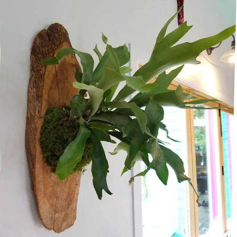 7种高档花，客厅“阴着养”，叶子硕大，比油画还漂亮