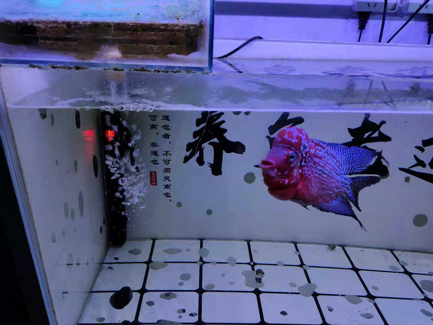 进入鱼缸的水管放在缸底、放在水面下,和在水面上有什么区别? 进入鱼缸的水管放在缸底、放在水面下,和在水面上有什么区别?